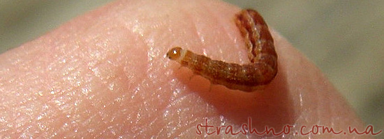 Страшная история о червях