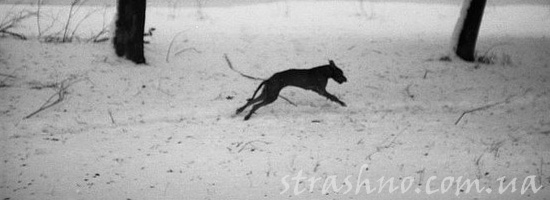 Мистический черный пес