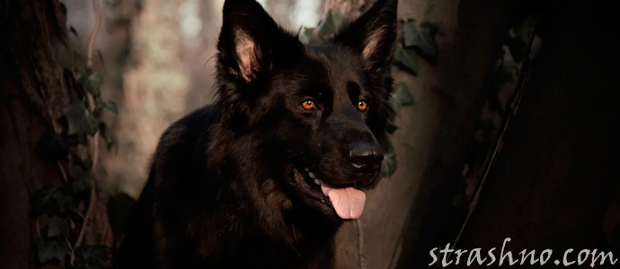 Ведьма превращалась в собаку