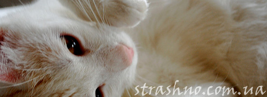 strashno-white-cat