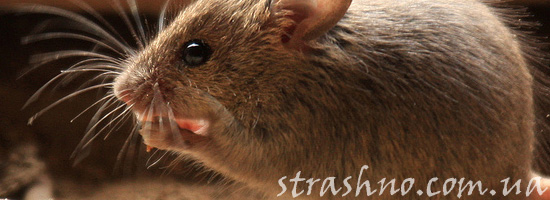 Страшная печальная история Страшная печальная история