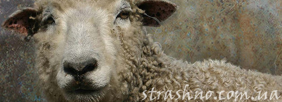 Страшилка о ворующих овец чертях