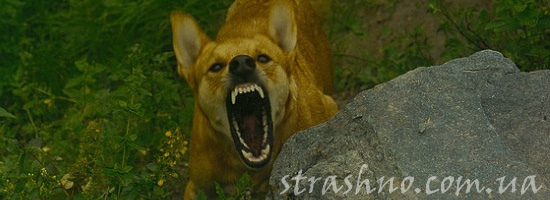 Стая злых собак Стая злых собак