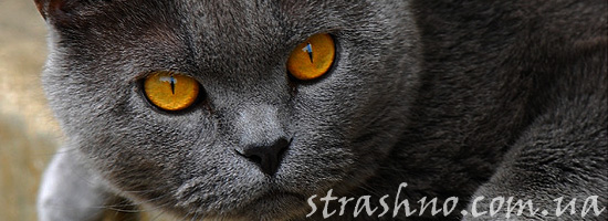 Кот или домовой? Кот или домовой?