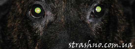 Страшная история о черном волкодаве Страшная история о черном волкодаве