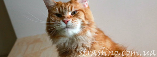 Встревоженный домовым кот