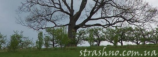 Ведьма на большом дереве