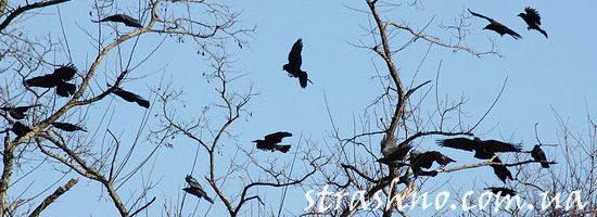 Вороны на похоронах деда