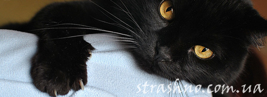 Страшилка про вызов наглого кота