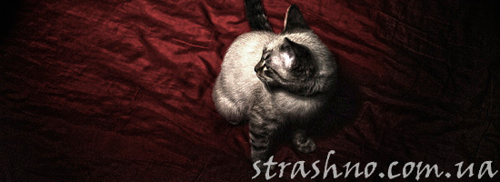 Необычное общение с кошкой Необычное общение с кошкой