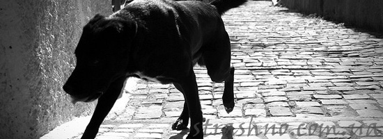 История про черную собаку История про черную собаку