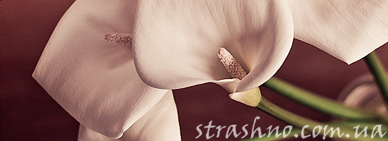 Цветы многое расскажут о вашем деловом партнере