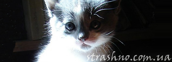 Бедный невезучий котенок
