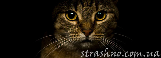 Страшный невидимый кот Страшный невидимый кот