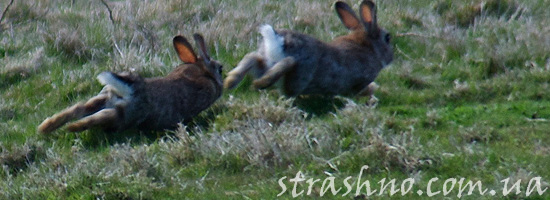 Убегающие зайцы Убегающие зайцы