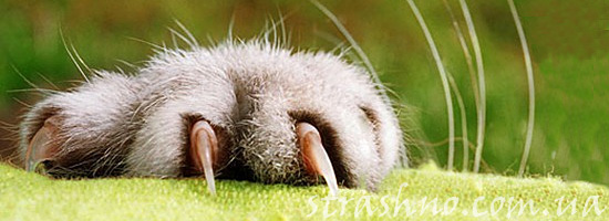 История о домовом и кошке История о домовом и кошке