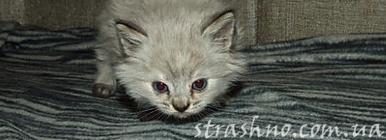 Мистическая пропажа котенка