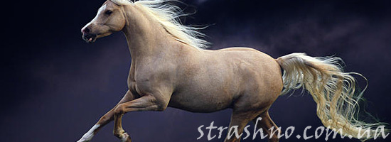Мистическая история о необычной лошади