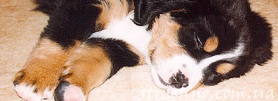 История о внезапно умирающих щенках