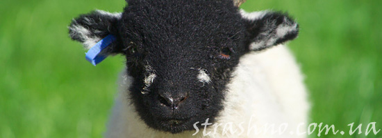 История дедушки о странном барашке История дедушки о странном барашке