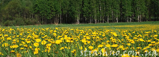 Странная встреча на лугу