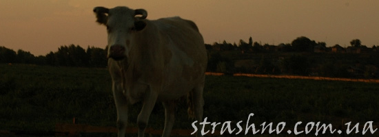 Потерявшаяся ночью корова Потерявшаяся ночью корова