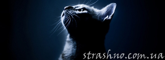 Мистический рассказ про котенка Мистический рассказ про котенка