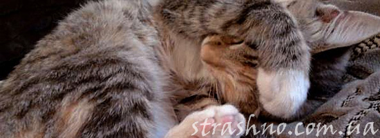 Сны о кошке