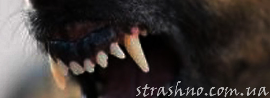 Страшное нападение оборотня на собак