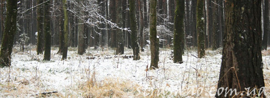 Придуманная страшилка про машину и лес