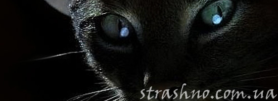 Рассказ девушки о встречи с котом ночью