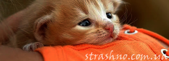 Душещипательная история о котенке Душещипательная история о котенке