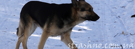 Бездомная умирающая собака Бездомная умирающая собака