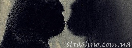 Трогательная история о гибели домашнего любимца