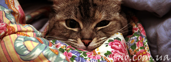 Домовой любит кошек