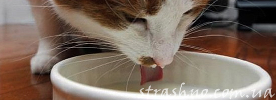 Кошка лакает молоко