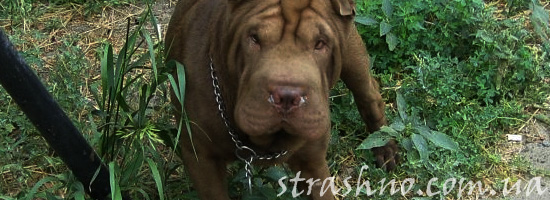 Рассказ о страшном существе в лесу