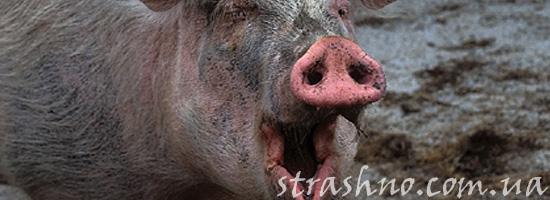 Страшная свинья
