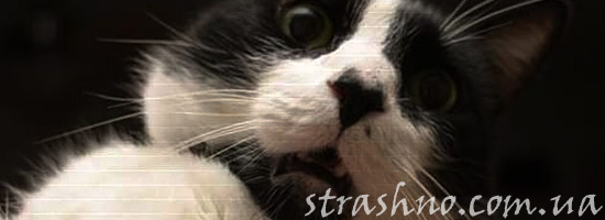 Детская страшилка о странной кошке Детская страшилка о странной кошке