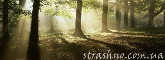 Ребенок в лесу