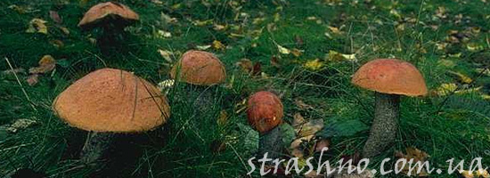 Грибы в ведьмином лесу Грибы в ведьмином лесу