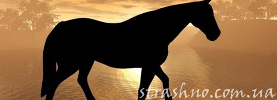 Белый конь ночью