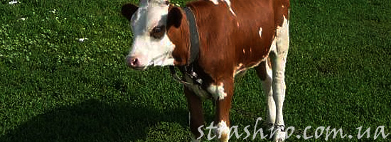 Странный теленок