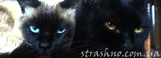Мистический рассказ о котах Мистический рассказ о котах