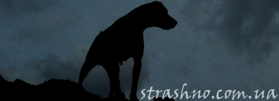 Собака-спаситель Собака-спаситель