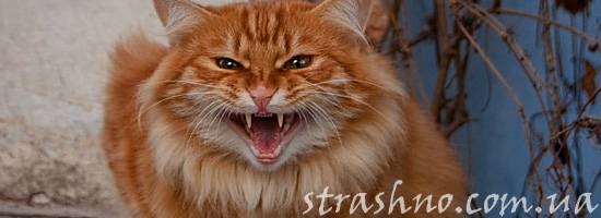 Страшный кот Страшный кот