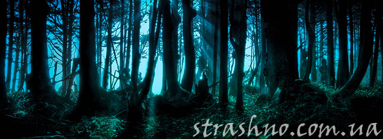 Страшное приключение в лесу Страшное приключение в лесу