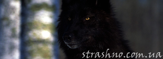 Мистический черный зверь Мистический черный зверь