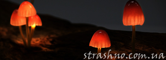 Необычные грибы в мистическом лесу Необычные грибы в мистическом лесу