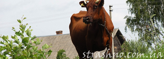 Странное поведение коровы